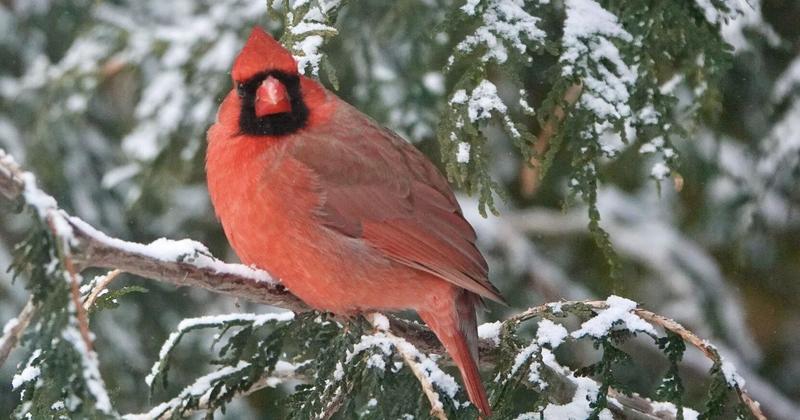 The northern cardinal: Winter’s red flame