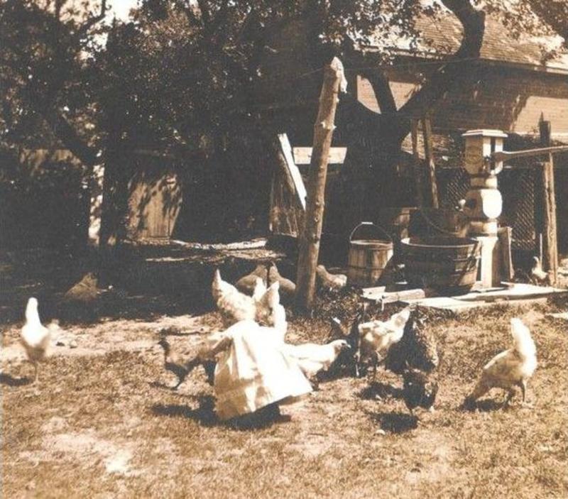 Reflections: 1926 poultry show featured 'fine-feathered' fowl