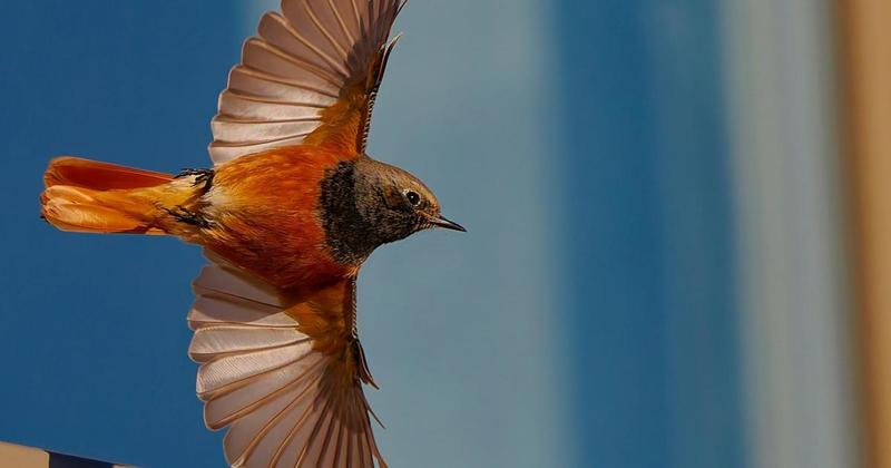 Rare bird spotted close to Norfolk coast