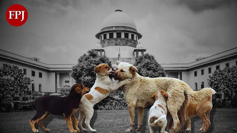Stray Dogs Gone To Court: When Compassion, Safety And Governance Collide