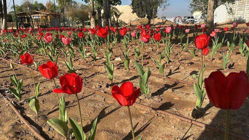 Over 50,000 Dutch tulips brighten Gaza border communities