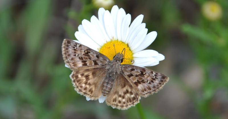 Meet the mottled duskywing butterfly