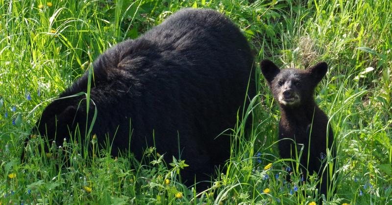 How Living With Black Bears Transformed a Woman's Life