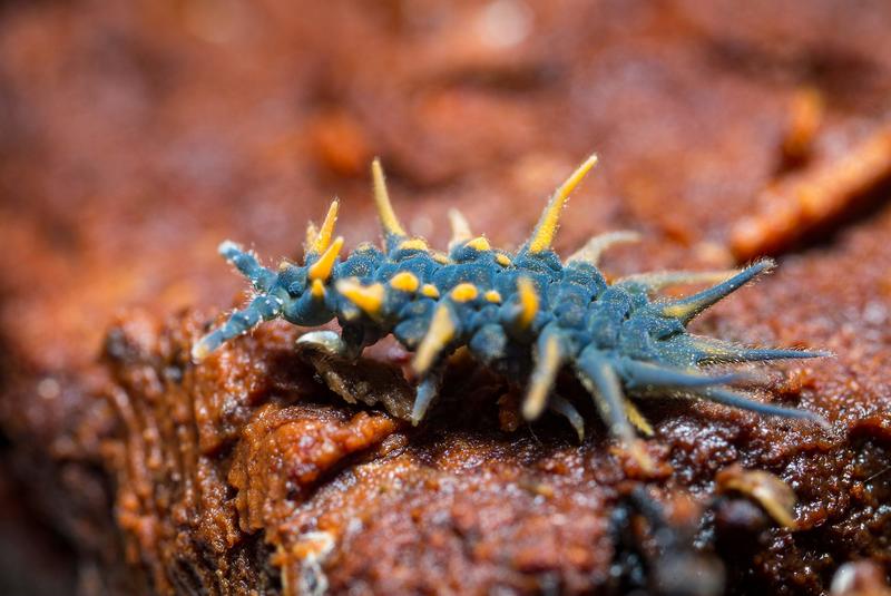 Meet the springtails: little-known fantastic beasts that live everywhere on Earth
