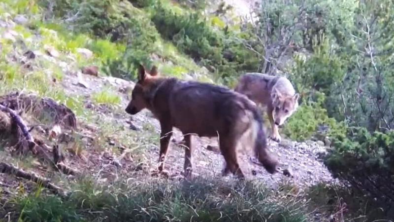 Censiti 12 lupi a Fiumalbo. Dalla Regione contributi per i recinti