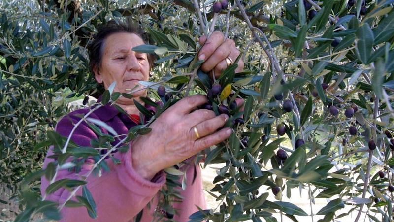 “La nostra collina è un’area fragile. Campagna da incubo per l’olio”
