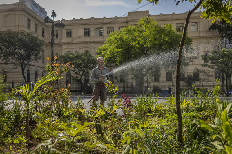 Um problema que poucos veem e menos ainda querem resolver: a arborização urbana