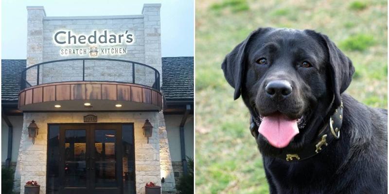 Man ordering steak for dog's last meal is stunned by restaurant staff’s kind response