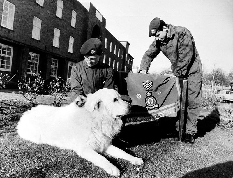 A reader’s anger over ‘double standards’ in animal welfare laws - your letters, plus RAF Cosford bids farewell to Ben the dog mascot in a picture throwback