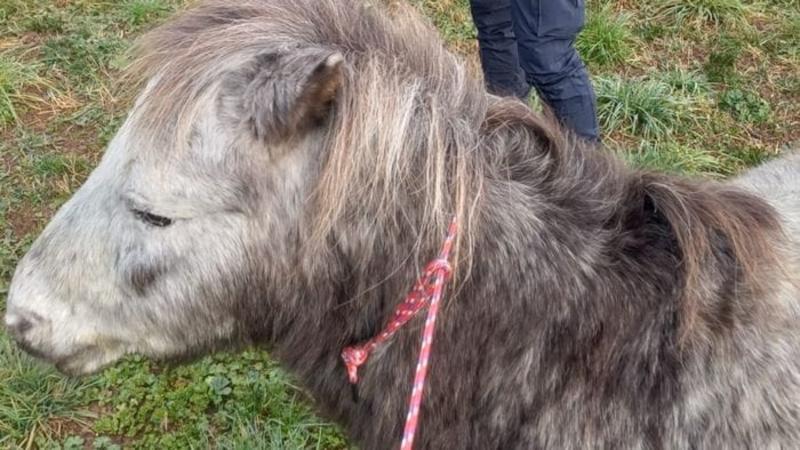 Pony «in fuga» a Dalmine per 12 chilometri