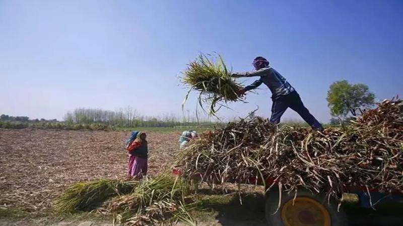 Taxing agri incomes: A proposal that could be a game-changer in boosting budgetary outlays