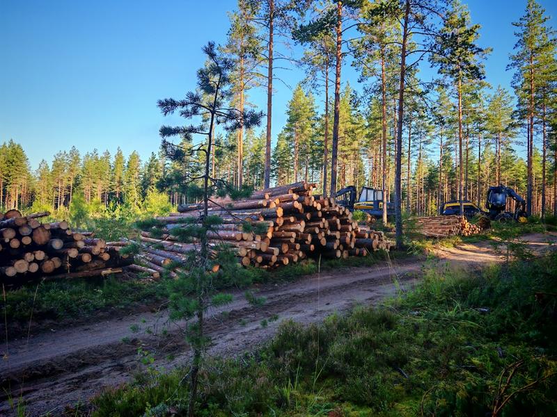 Politiikka | Lukijalta: Hakkuiden vähentäminen ei ole yksinkertainen ilmastoratkaisu