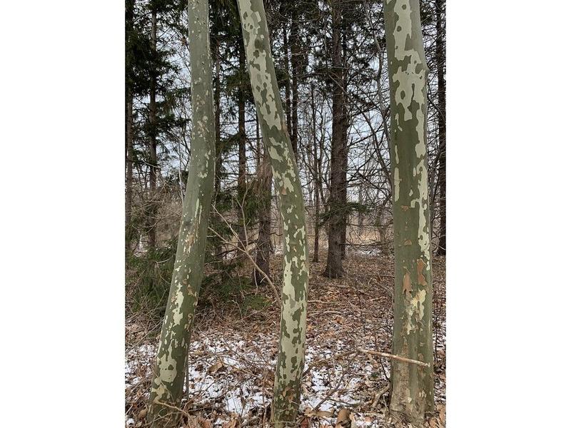 GARDEN CLIPPINGS: Tree bark takes on different colours, textures