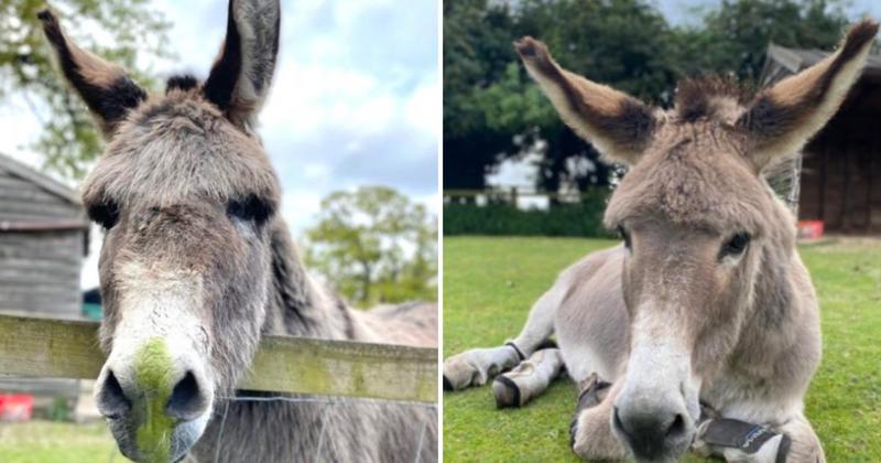 Tributes paid after donkey dies at award-winning attraction