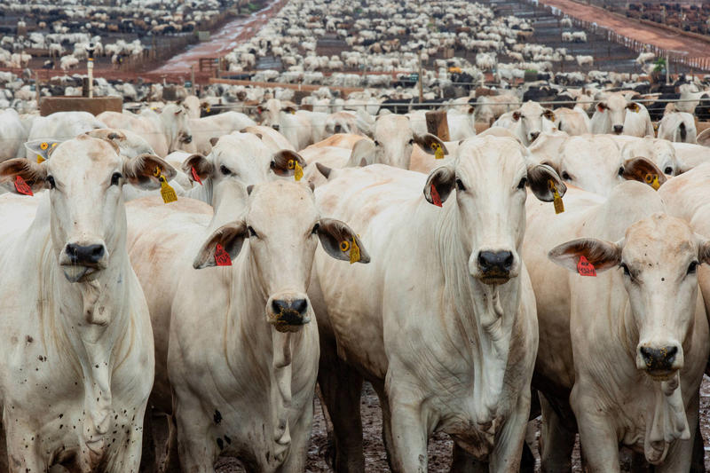 Exportações de gado vivo voltam a superar 1 milhão de cabeças