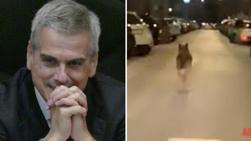 Lupi arrivati in città, il Comune non può catturarli: “Vanno portati in riserve naturali”