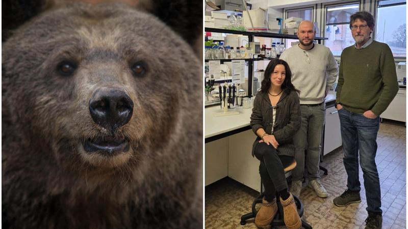 Orso marsicano, la scoperta nel Dna: 
