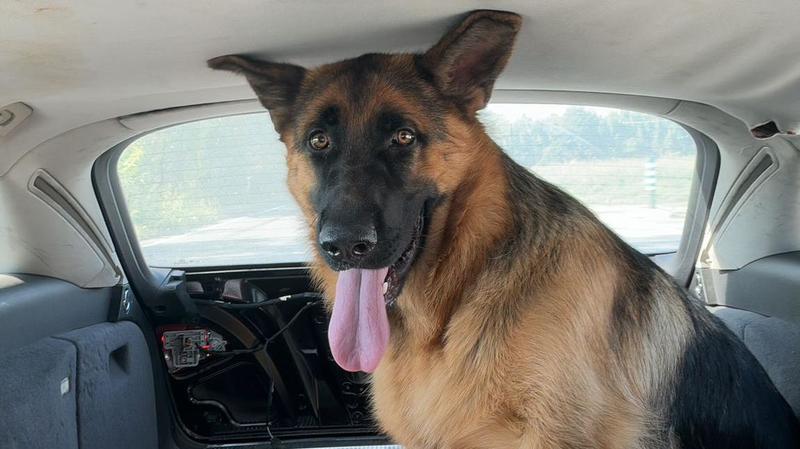 Casalmaggiore, cane ucciso da carabiniere con un colpo di pistola durante un intervento: Leal chiede chiarezza