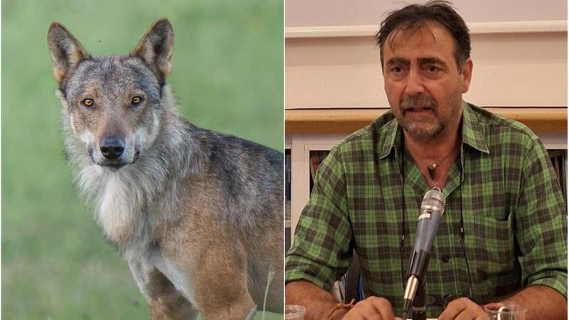 Lupi, cosa fare? “Se li vedete alzate le braccia. Il cane non va preso in braccio”