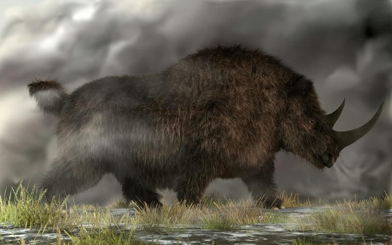 DNA from wolf pup’s last meal reveals new facts about woolly rhino’s extinction