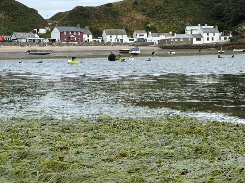 Seagrass meadows could be good for your health – yet they’re disappearing fast