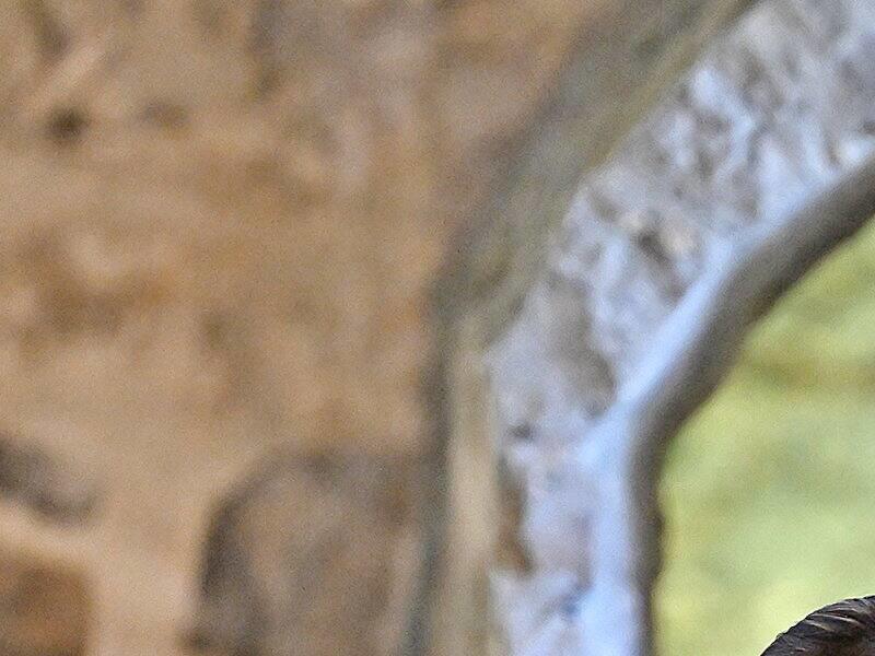 L’îlot des Palais, une richesse méconnue de Québec