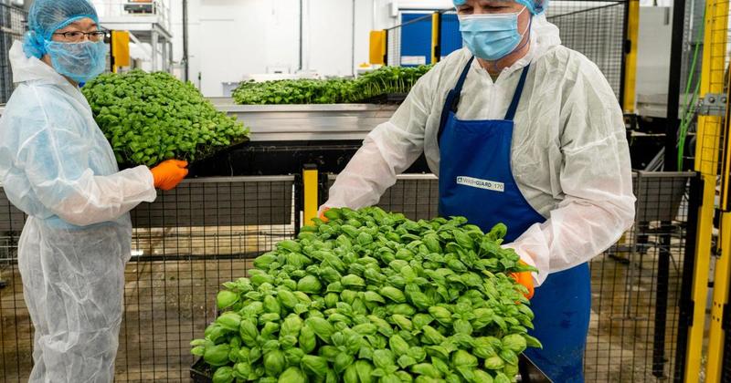 Trailblazing indoor vertical farm hails 'important milestone' for sustainable food