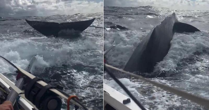 WATCH: Norwich rower comes face-to-face with whales in the Atlantic