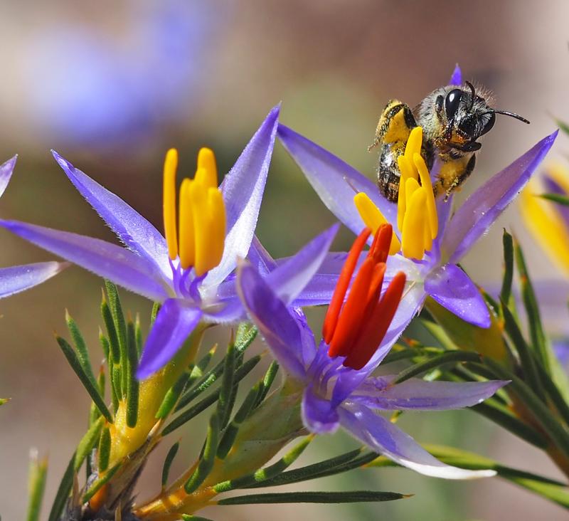 Native pollinators need more support than honeybees in Australia – here’s why