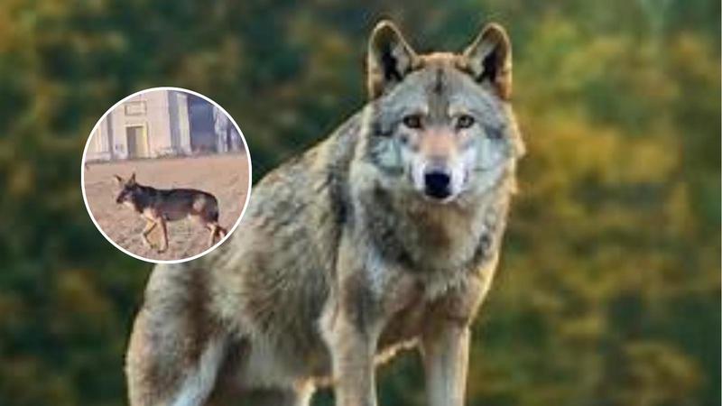 Lupi nel Reggiano, c’è allarme. Scatta la raccolta firme: “Intervenire prima di una disgrazia”