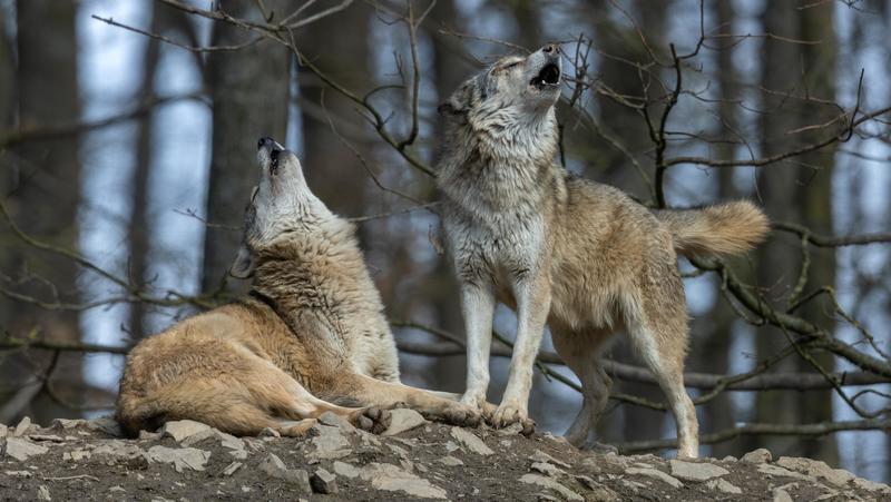 Lupi, l’apertura della Regione Marche: “Se i sindaci lo chiedono è possibile catturarli. Un’emergenza reale”