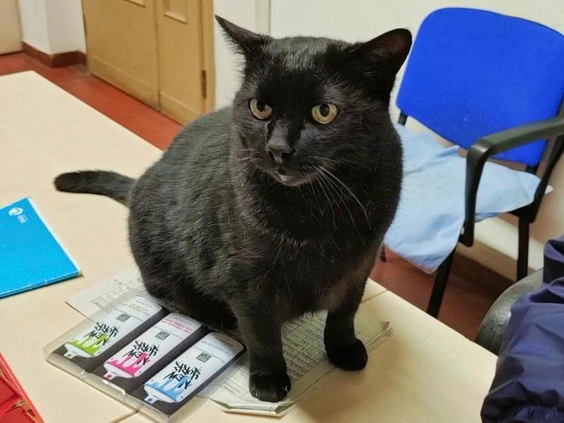 Pinky la mascotte felina amata dagli studenti dell’Università di Ferrara