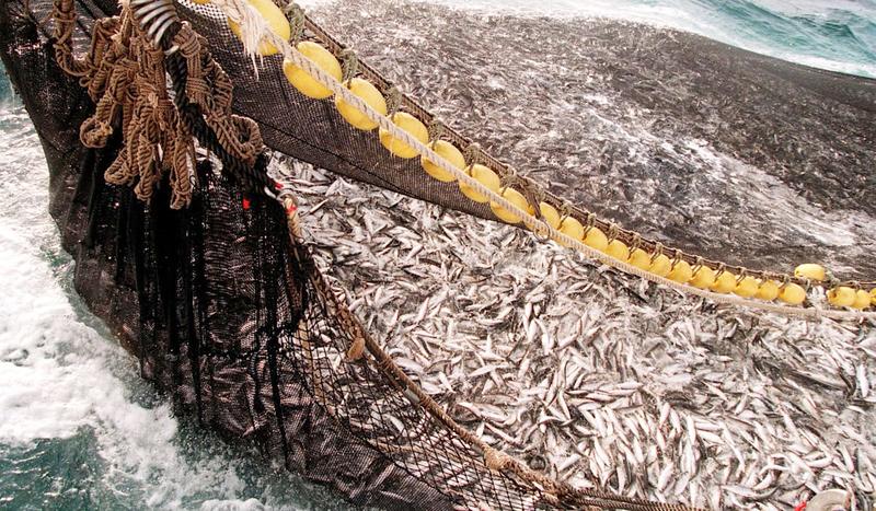 Forvaltningen av silda