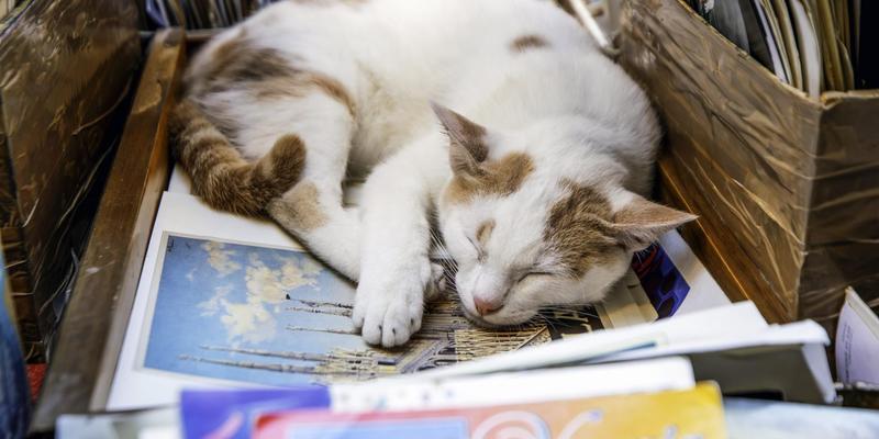 Wiederauferstehung in Venedig