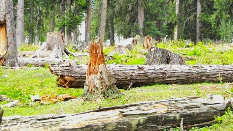 Forest Degradation In KP: Timber Mafia And Environmental Crisis Under PTI