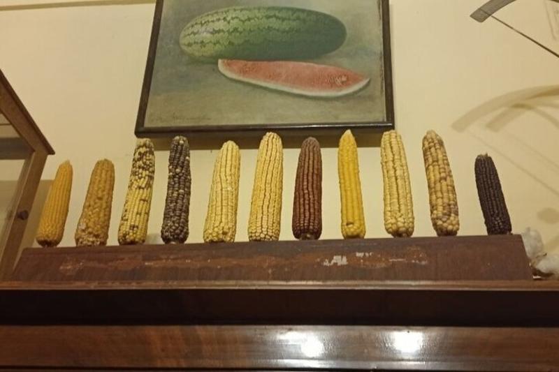 Вавиловская коллекция семян ждет пополнения: выведен сорт кукурузы для искусственной крови
