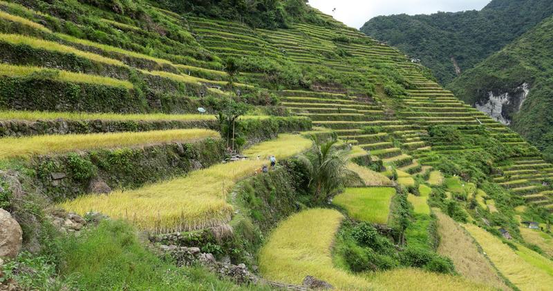 How mountain terraces have helped Indigenous peoples live with climate uncertainty