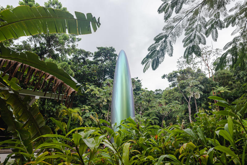 Puerto Rico’s National Forest Becomes a Living Laboratory for Art and Ecology