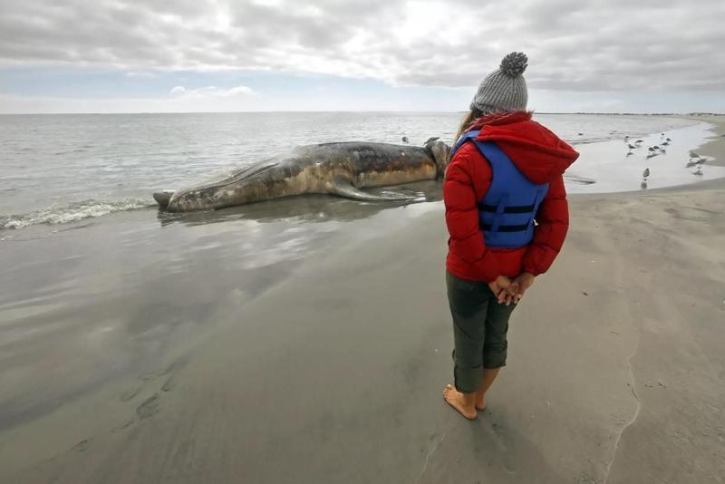 ‘Save the whales’ worked for decades, but now gray whales are starving