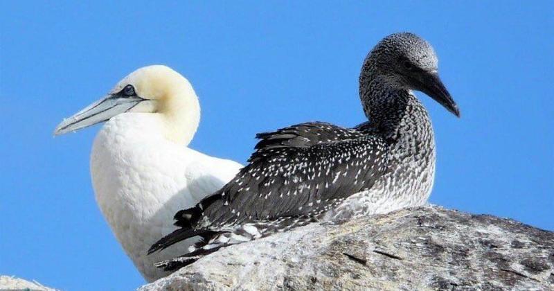 I grew up eating guga. It's part of Hebridean culture. We don't need Central Belt ban