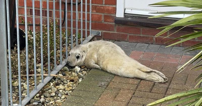 Seal pup that postman found sitting on a doorstep is named