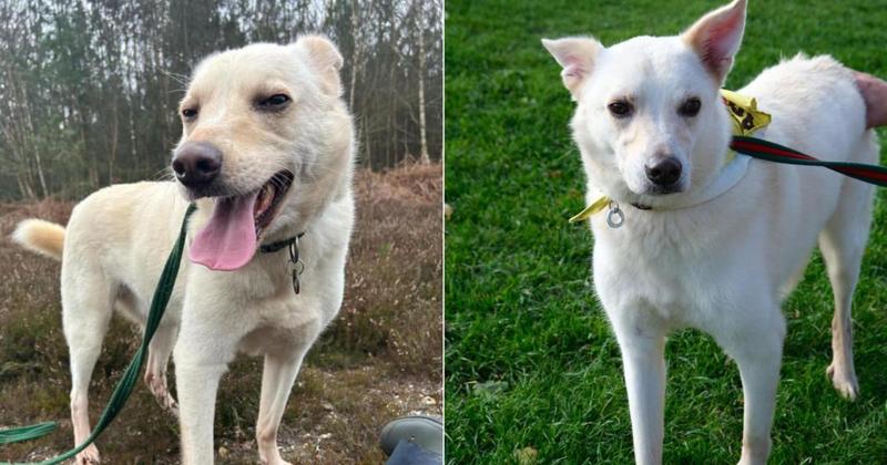 'Loyal' dog still hoping to find loving home after seven years with charity