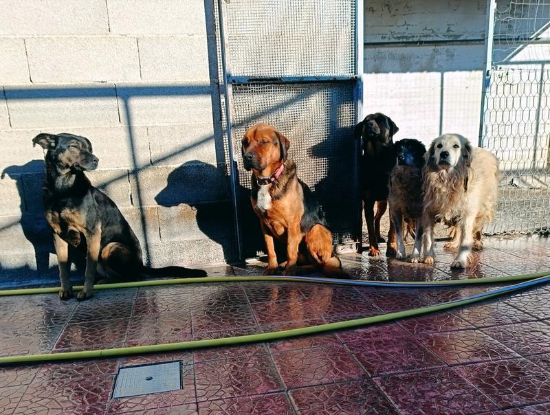 Benedizione dei cani ospiti del canile di Ruvo