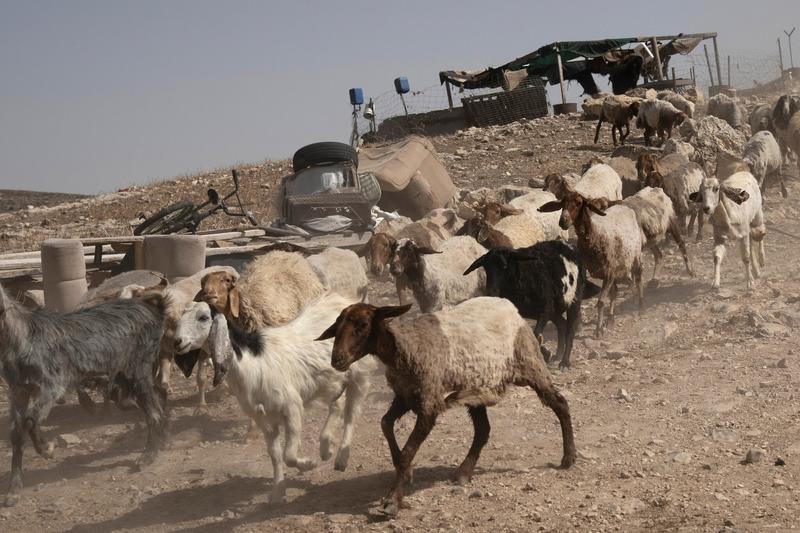 Israeli troops smuggled herd of 250 goats from Syria to West Bank farms — report