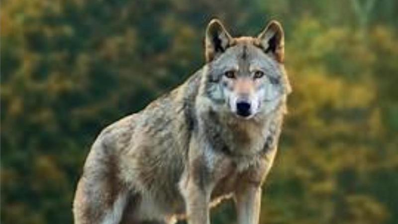 Lupi in città, la rabbia degli animalisti: “Resta specie protetta, non si può catturare”