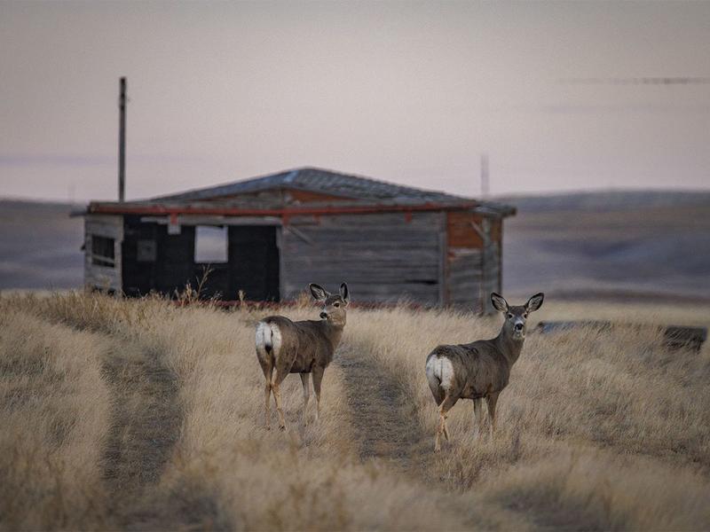 On the Road: Shades of brown