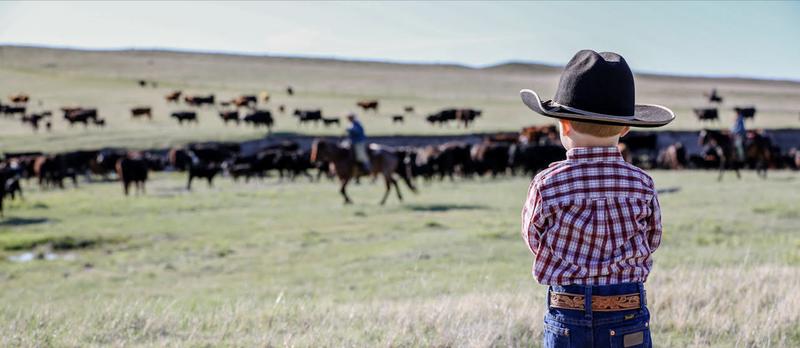 Colorado ranchers and consumers can team up to make beef supply chains more sustainable