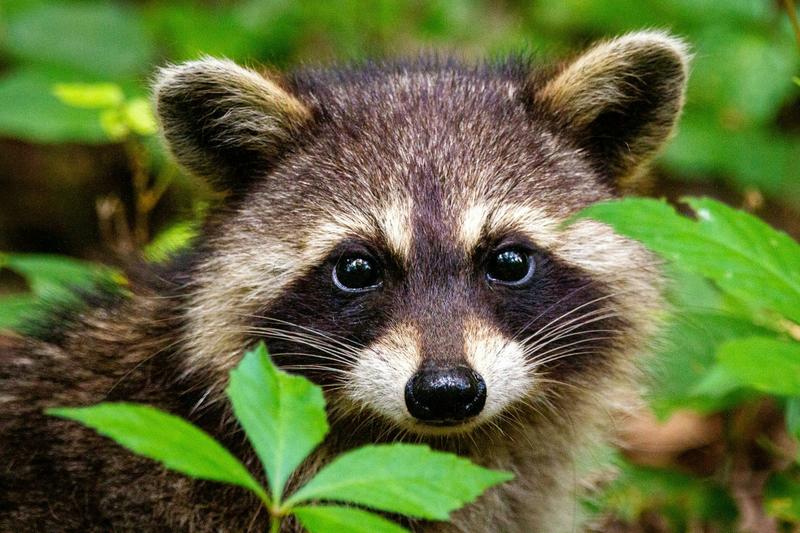 Raccoons break into liquor stores, scale skyscrapers and pick locks – studying their clever brains can clarify human intelligence, too