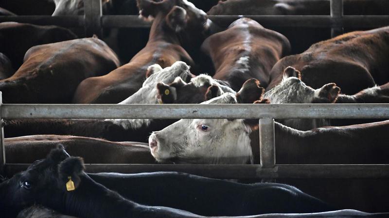 Carne, leche y cereales: quién sale perjudicado en España por el acuerdo UE-Mercosur