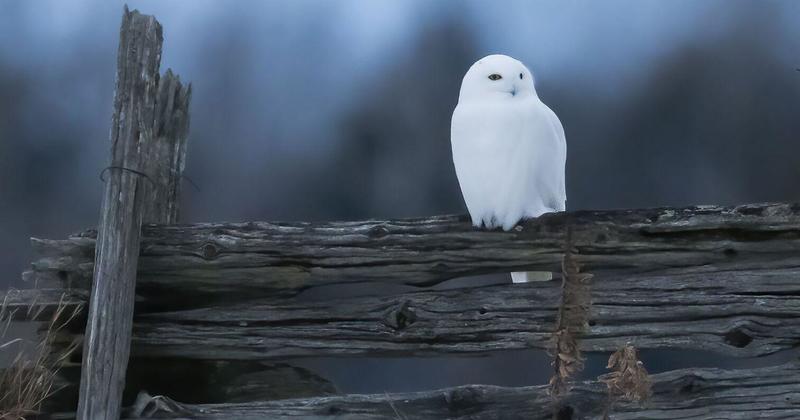 Snowy owls have arrived in Kawartha Lakes